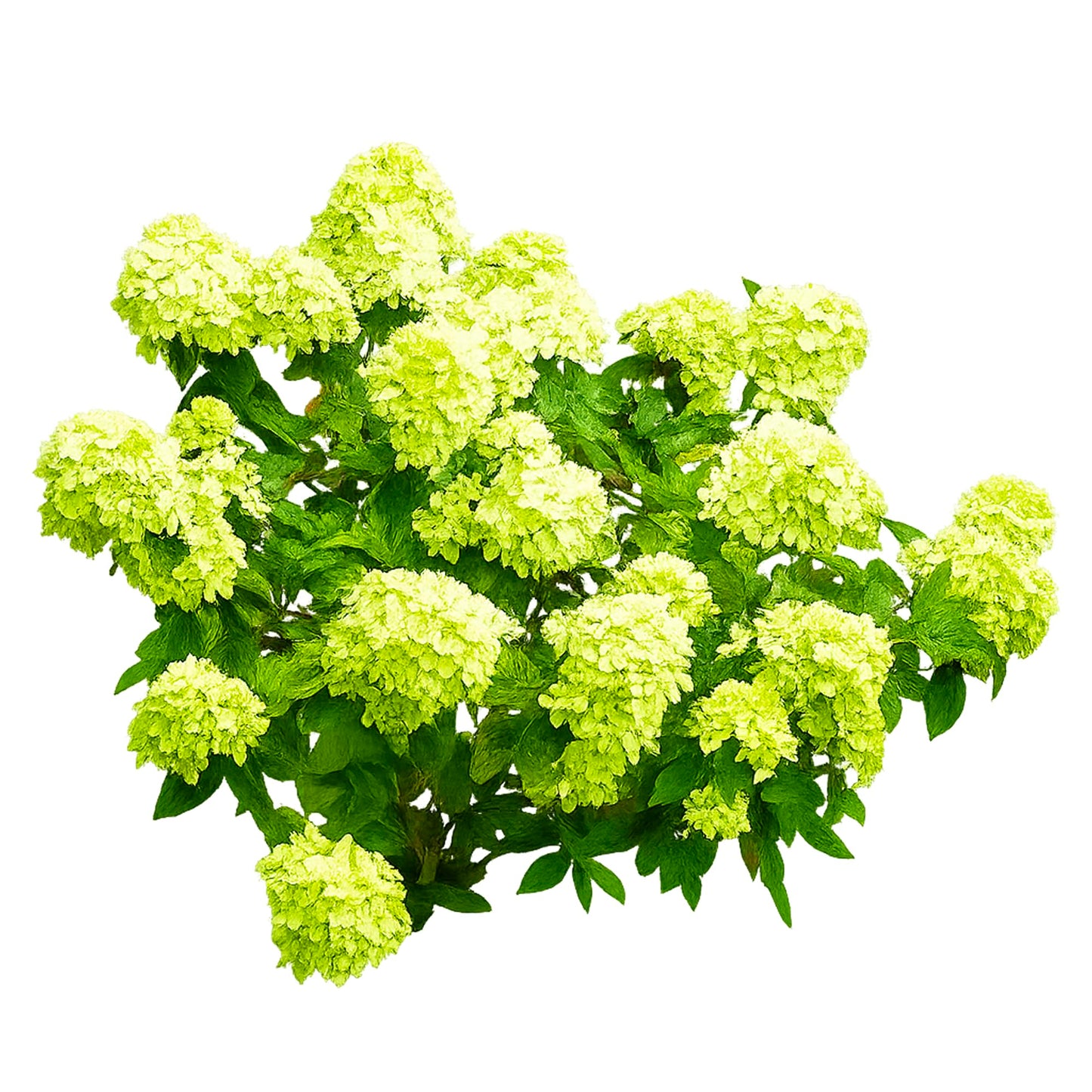 Dwarf White Hydrangea – Compact Sun-Loving Shrub with Bright White Blooms | Outdoor Landscape & Indoor Decorative Plant (3 Gallon/Potted/Set of Two)
