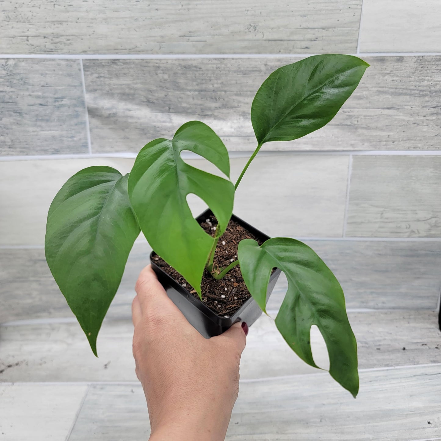 Rare Mini Monstera Philodendron Rhaphidophora Tetrasperma Live Plant - Indoor Plants Live Houseplants - Ginny Monstera Plant in 4" Pot by 3exoticgreen