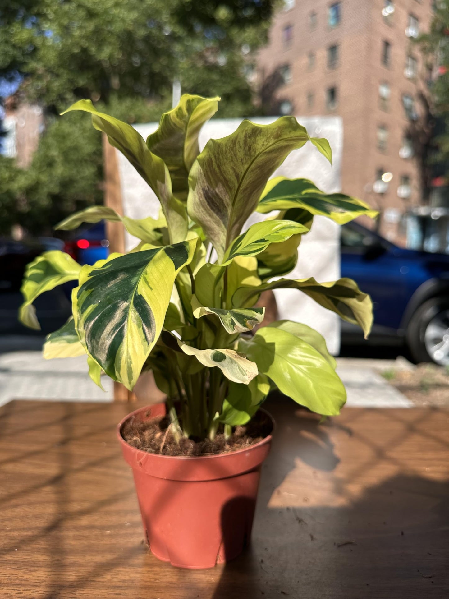 4-Inch Calathea Yellow Allusion Prayer Plant, Green with Yellow Variegation, Live Indoor Houseplant, Air Purifying, Low Maintenance