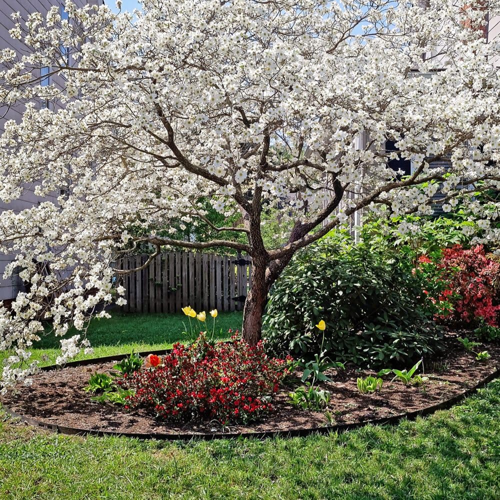 Generic The White Dogwood Tree, White Flowering, Charcoal Bark, Fruit Bearing, 1 gal, Nursery Pot (Due to Agricultural Laws, we Cannot Ship to CA, AZ, AK, or HI)