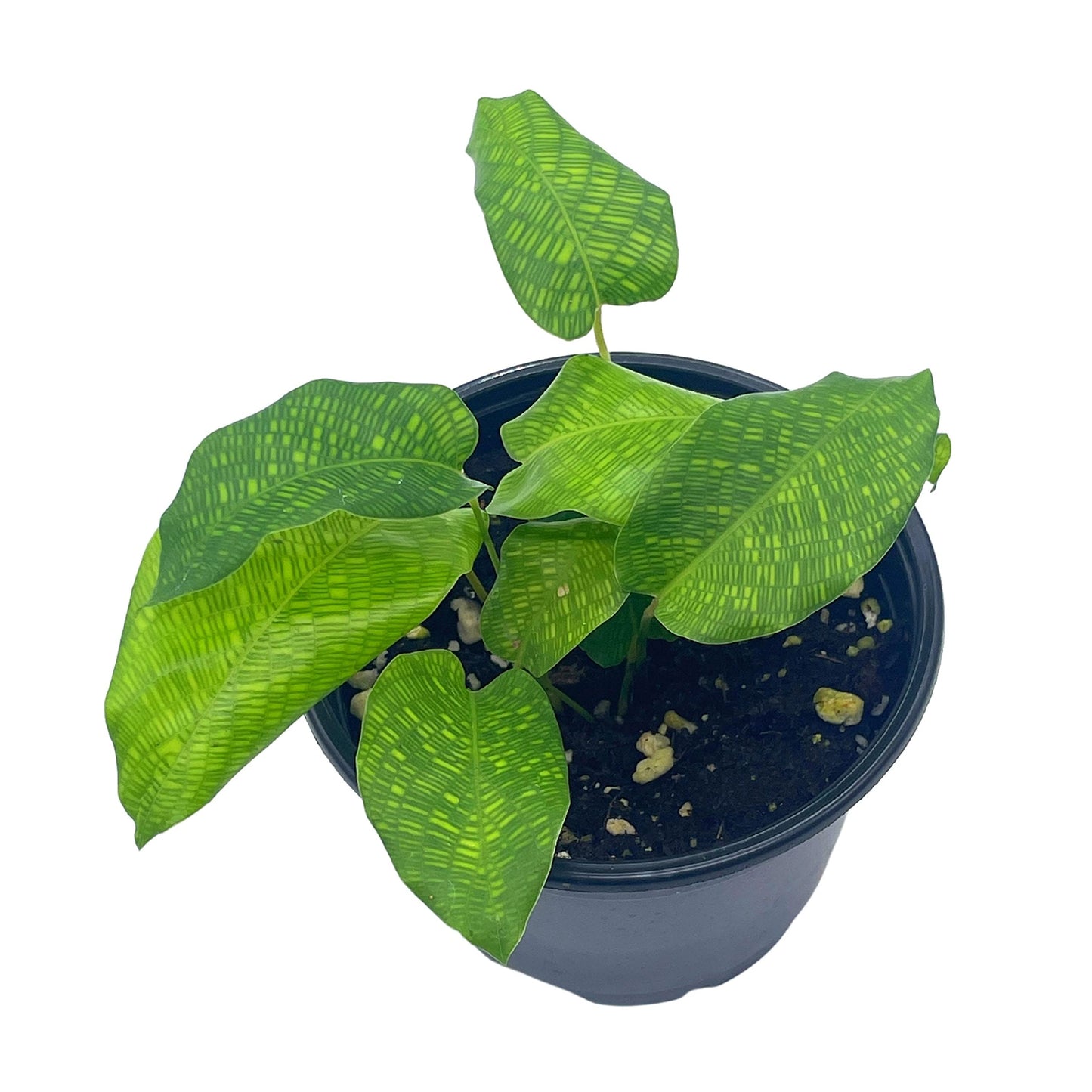 BubbleBlooms Calathea Musaica, 4 inch Calathea Network Prayer Plant Rare