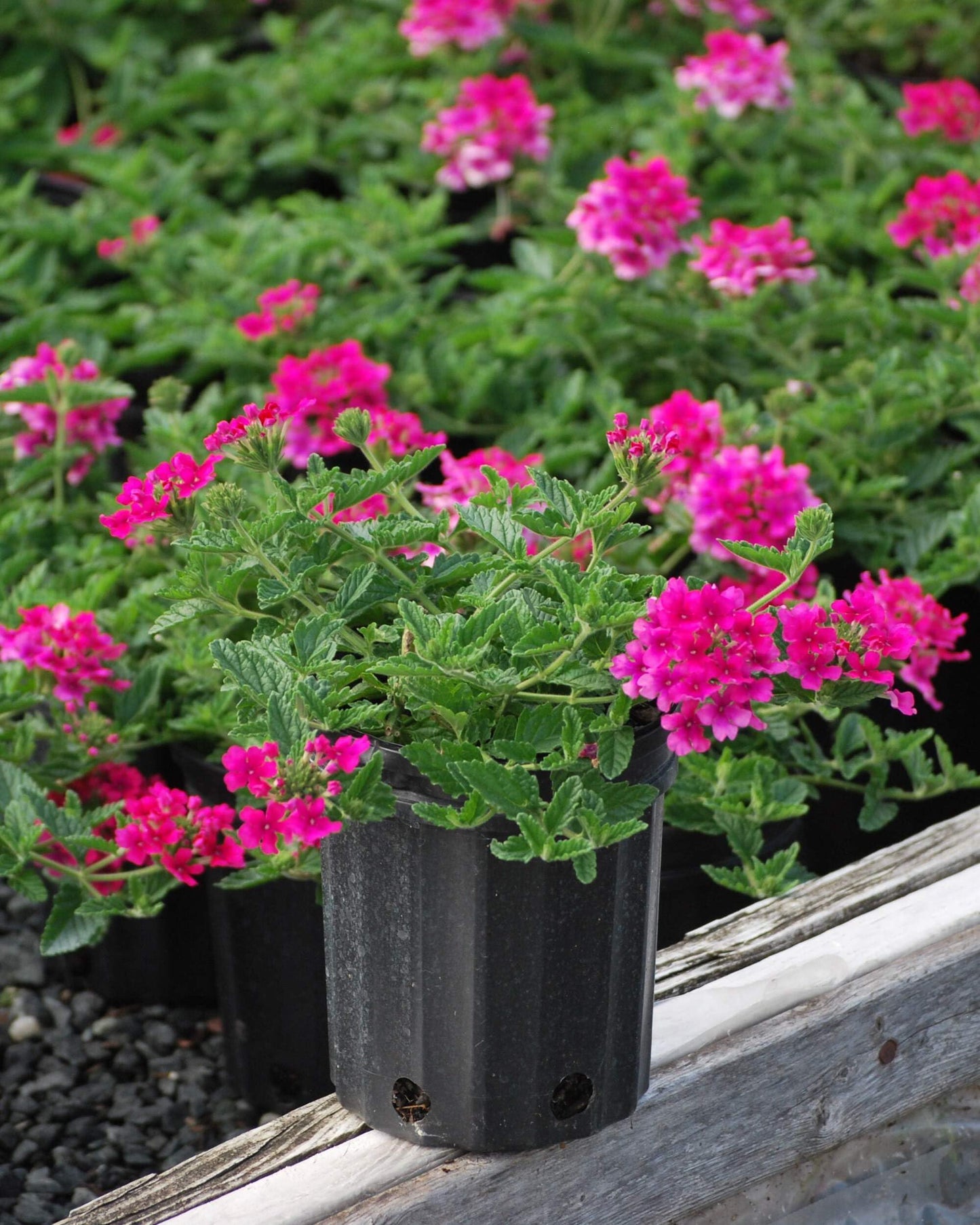 Perennial Farm Marketplace Verbena EnduraScape 'Hot Pink' (Vervain) Perennial, Size-#1 Container, Bright Fushia Flowers