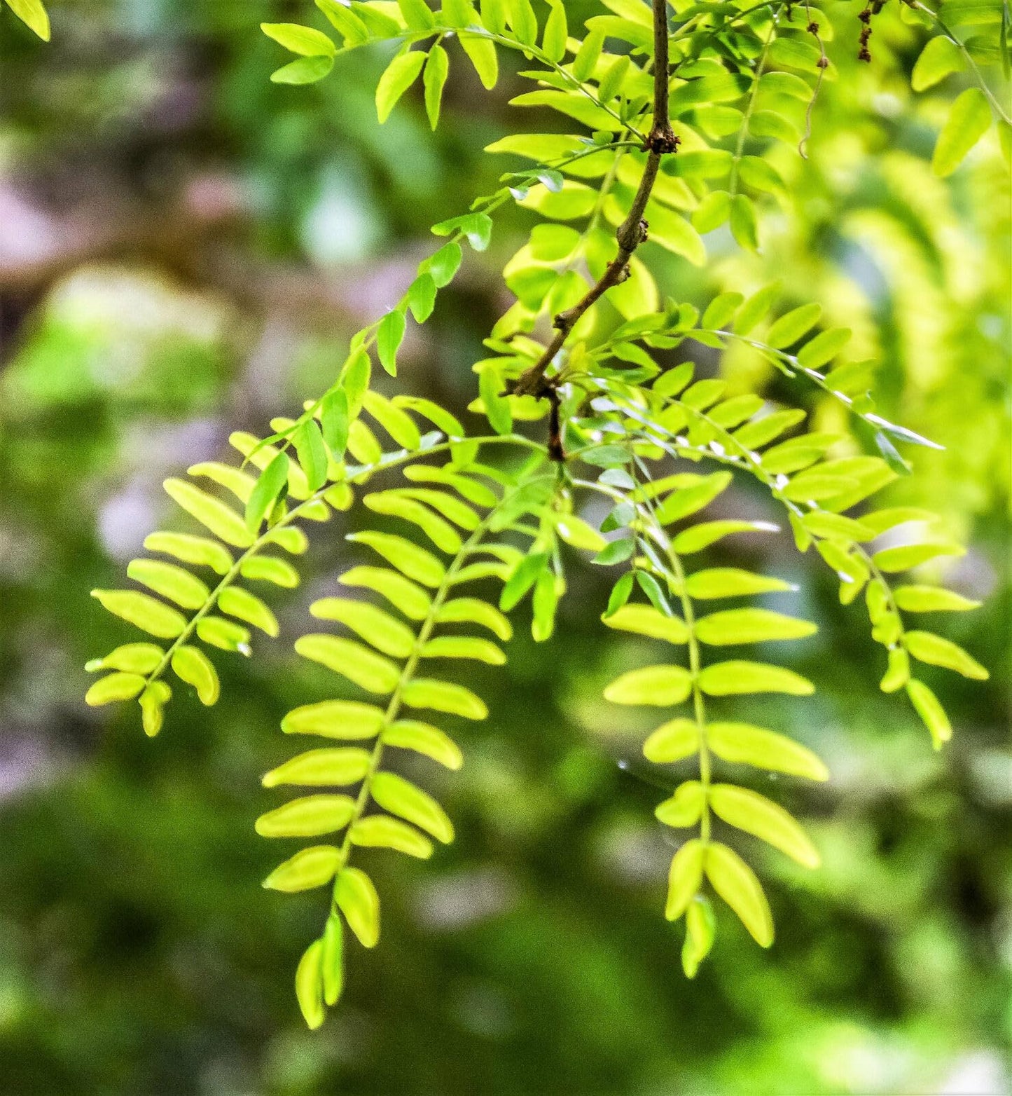 Live Plant - 2 Thornless Honey Locust Trees - 18-24" Tall Live Plants - Bare Root - Outdoor