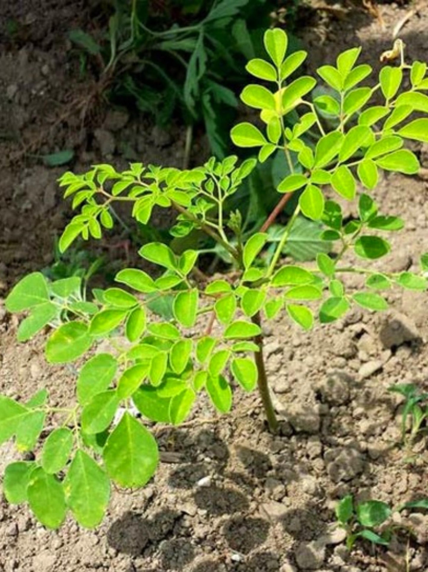 Drumstick Horseradish Moringa Oleifera Plants Live Tree in 4 Inc Pot, Herb Malunggay 6 to 8 Inc Tall Deciduous Planting Outdoor