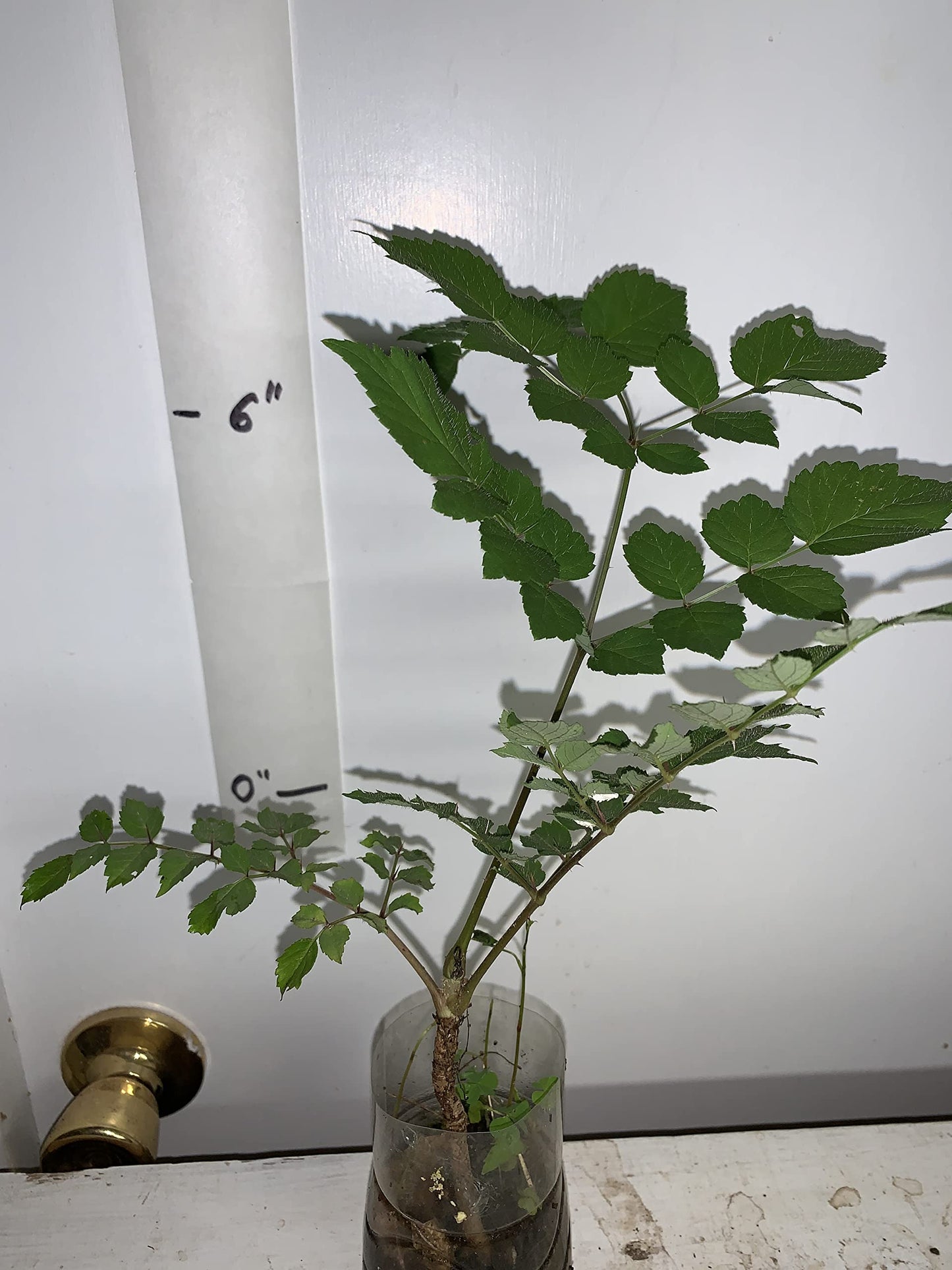4-6" Tall Aralia spinosa Rare Exotic Hardy Small Starter Tree - 1 Plant Devil's WALKINGSTICK