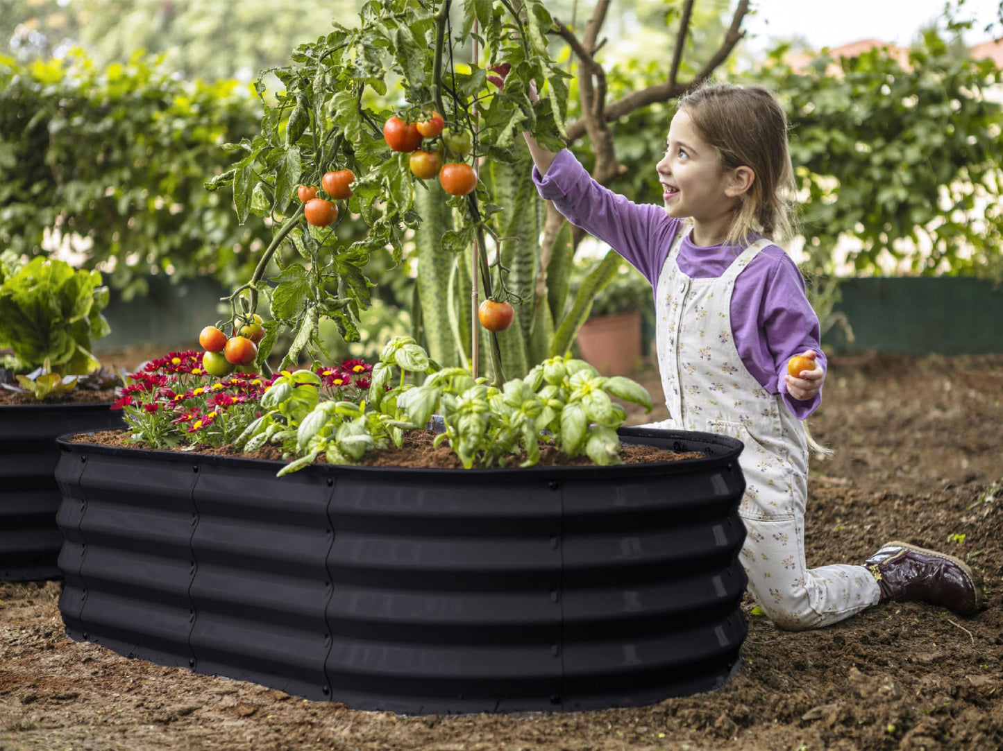 Plant & Plot Galvanized Raised Garden Beds Outdoor // 4×2×1 ft Planter Raised Beds for Gardening, Vegetables, Flowers // Large Metal Garden Box (Black) // Patented Tool-Free Design