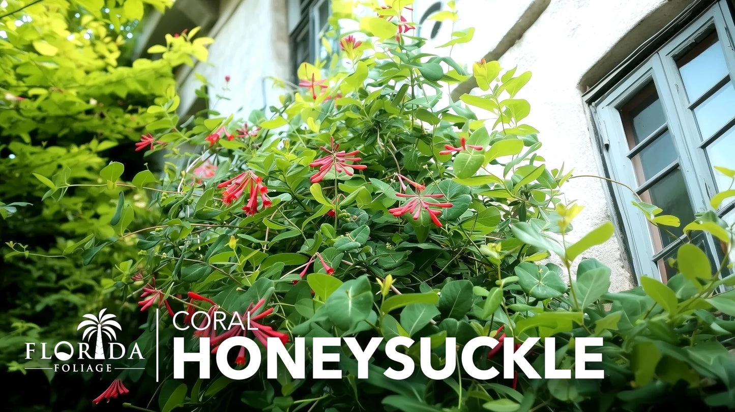Coral Honeysuckle | 3 Live Plants | Lonicera Sempervirens | Attracts Hummingbirds, Red Trumpet Flowers, Fast Growing Vines, Low Maintenance, Long Blooming Season, Garden Climbing Vine