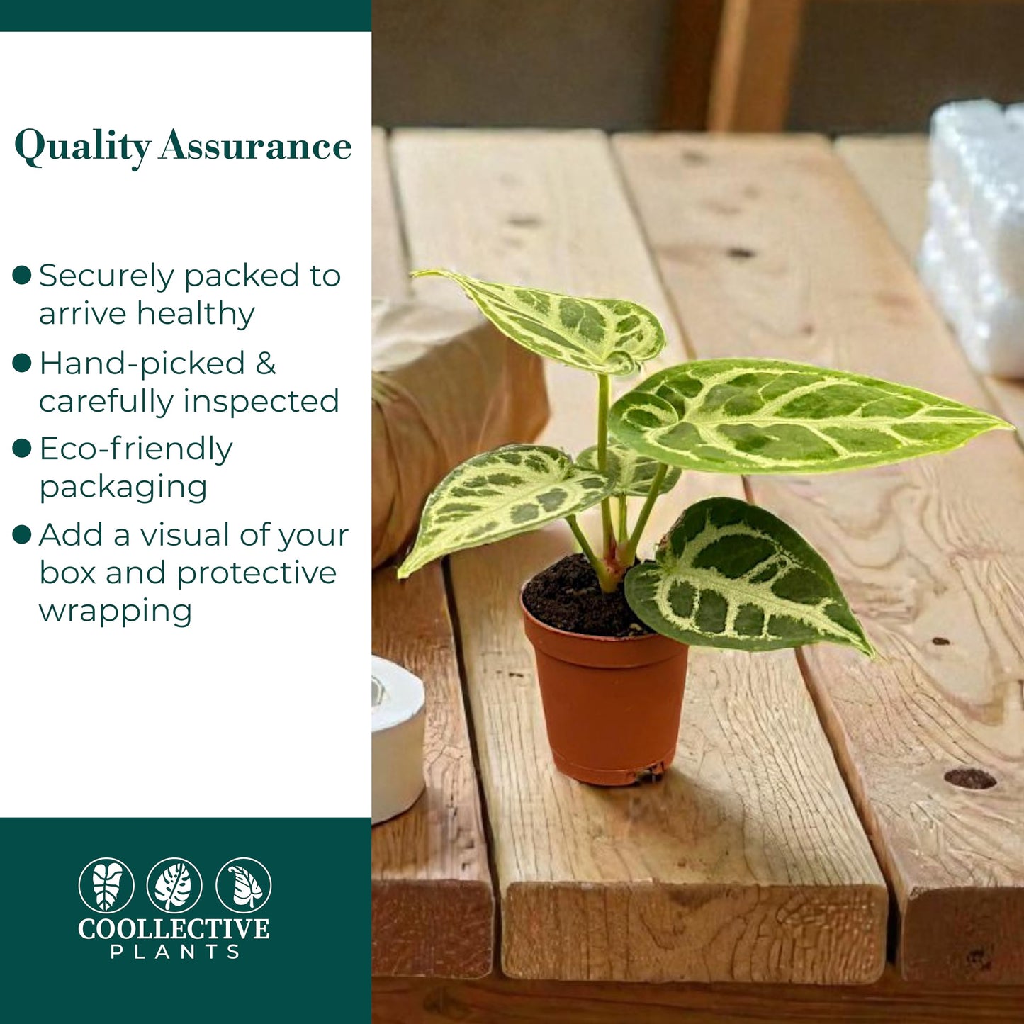 CoollectivePlants Anthurium Silver Blush – Live Indoor Plant in 2″ Grower Pot, Easy Care Tropical Houseplant, Low Maintenance Anthurium for Home or Office
