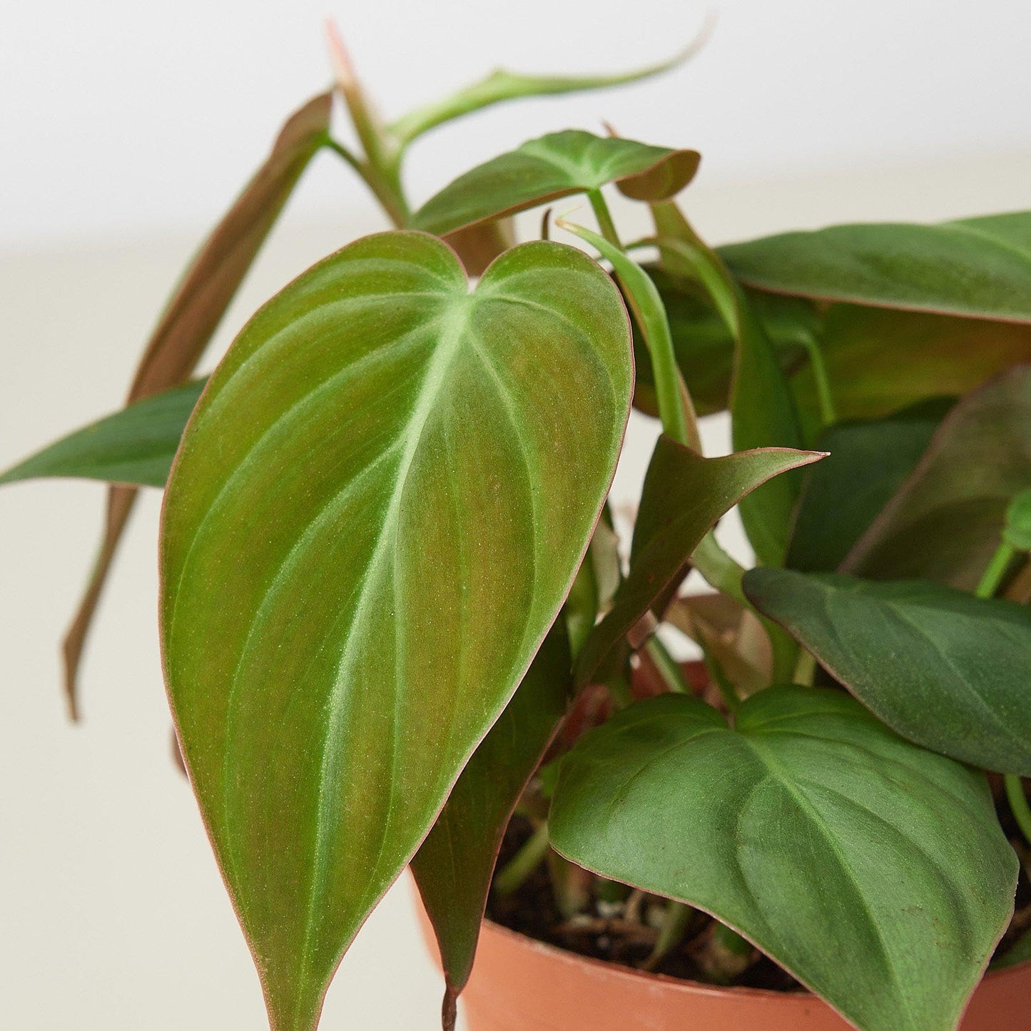 Philodendron 'Velvet' | Live Plant for Indoor & Outdoor | for Living Room, Office, Bathroom | 4" Pot, White Cylinder