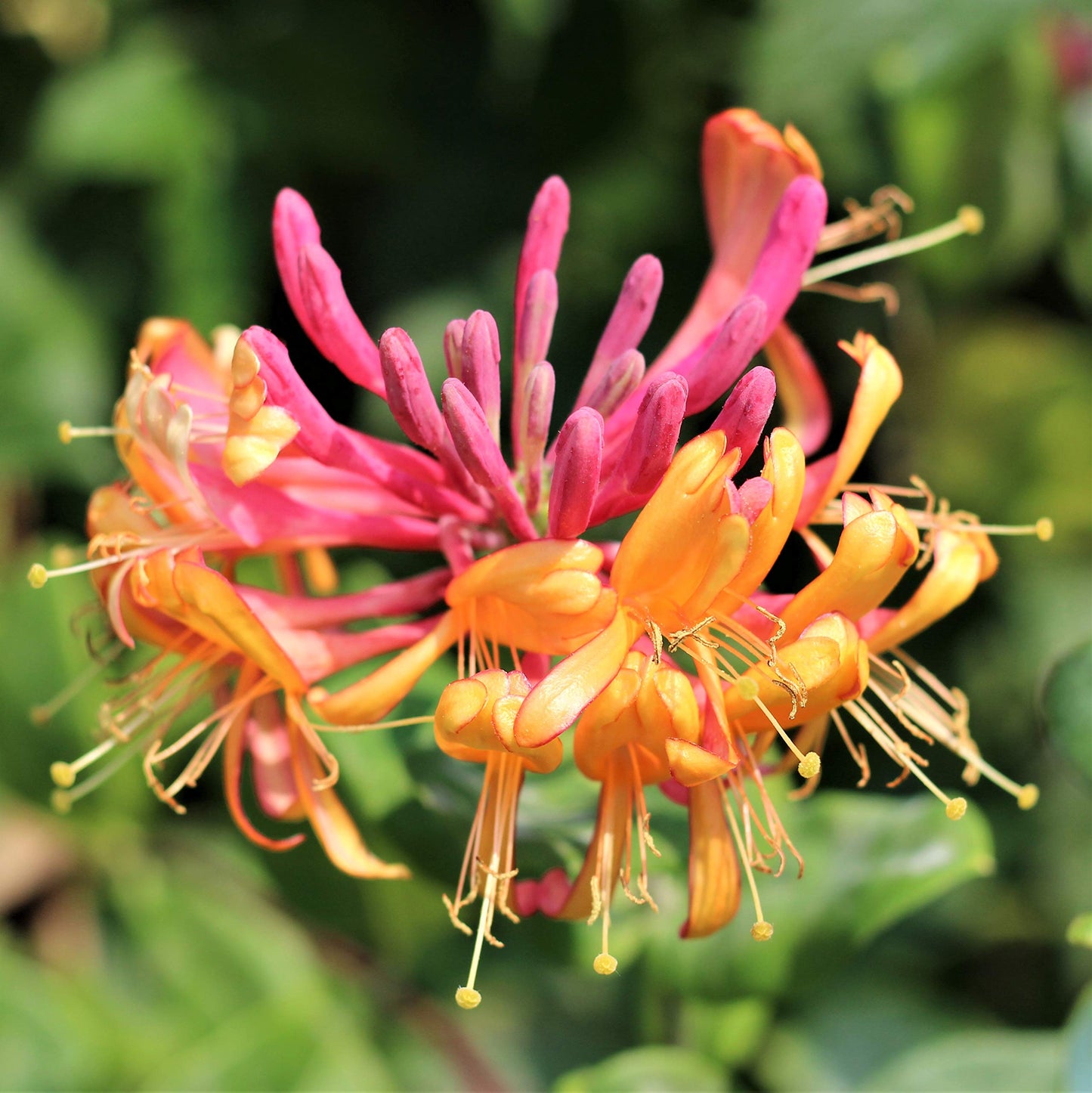 Easy to Grow Honeysuckle Gold Flame 1 Plant - Potted Vine in a Quart Pot, Summer Fragrant Pink & Orange Blooms, Fast Growing (Lonicera)
