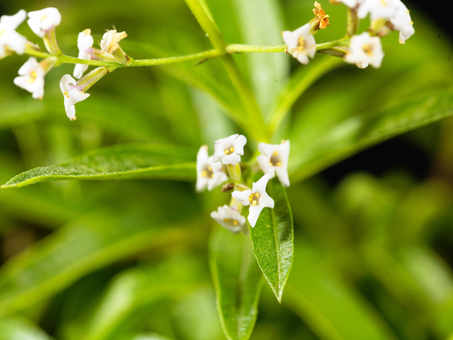 Easy to Grow Aloysia Lemon Verbena 1 Potted Plant - Rooted & Established in a Quart Pot, Herb Shrub Fragrant Foliage & White Flowers in Summer