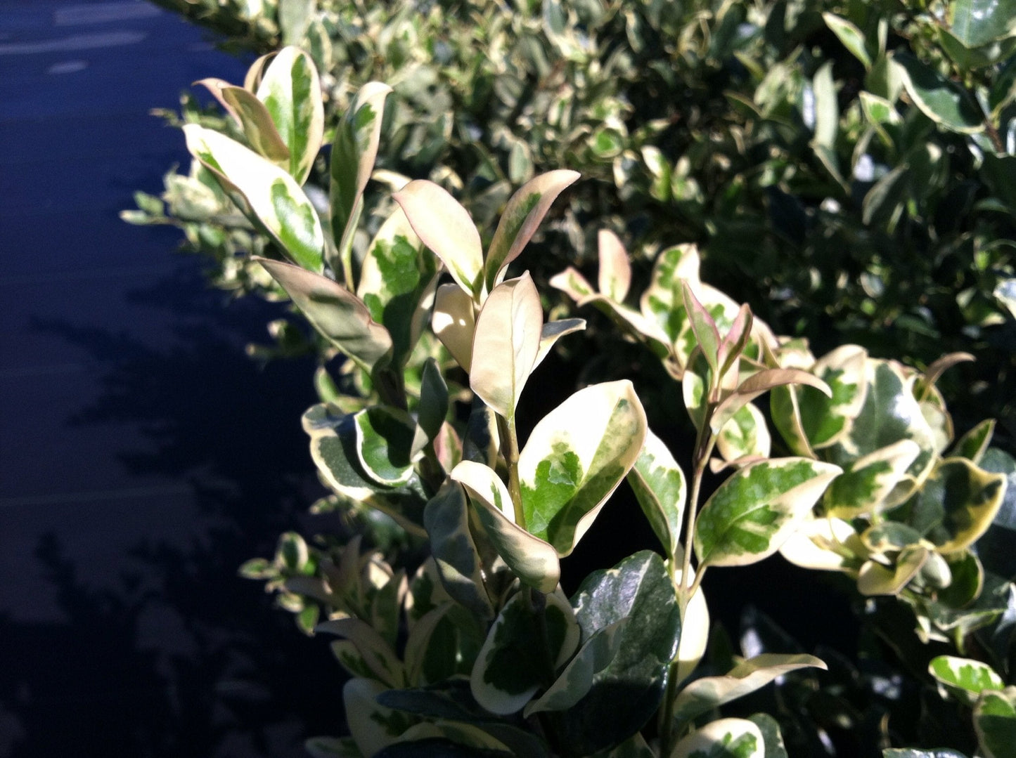 Ligustrum Japonicum Jack Frost - 40 Live Plants - Evergreen Privacy Hedge Variegated Tips