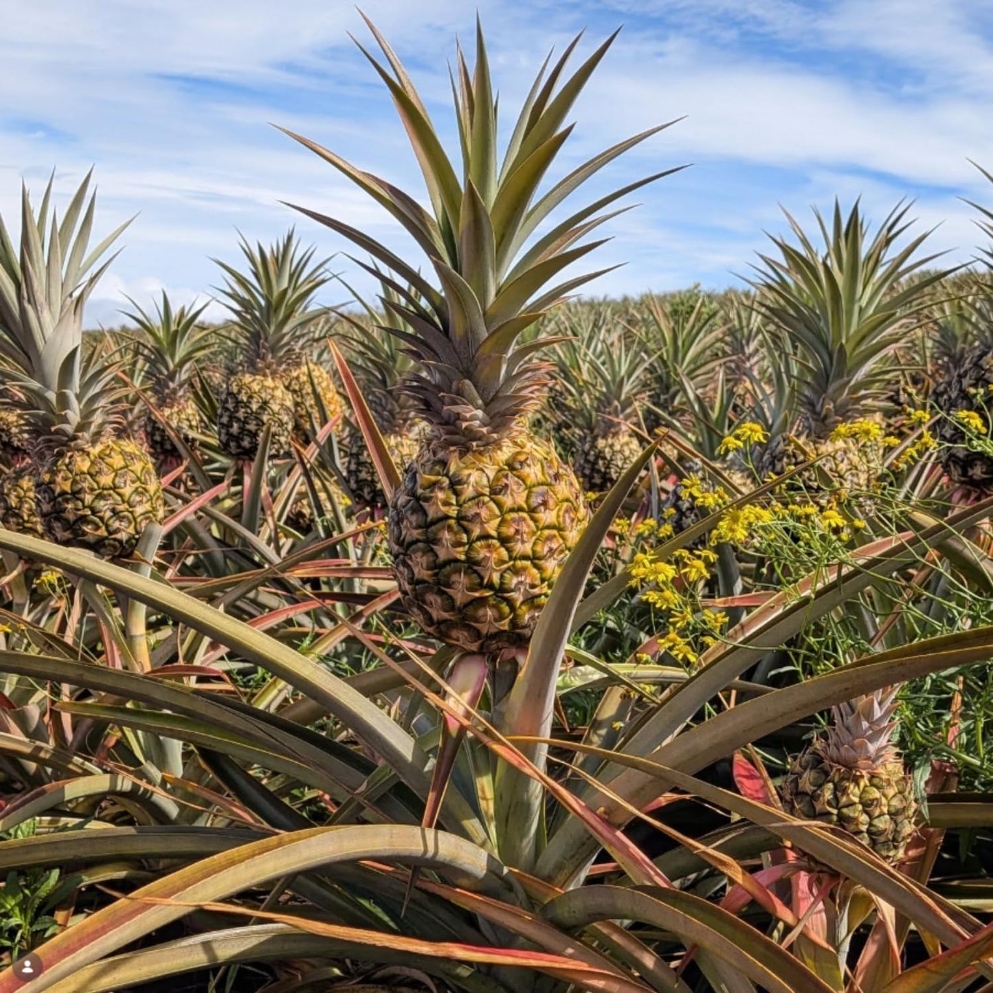 Pineapple Plant Live, Sweet Gold Pinapple Tree Live Plant, 4-6'' Tall for Outdoor Growing
