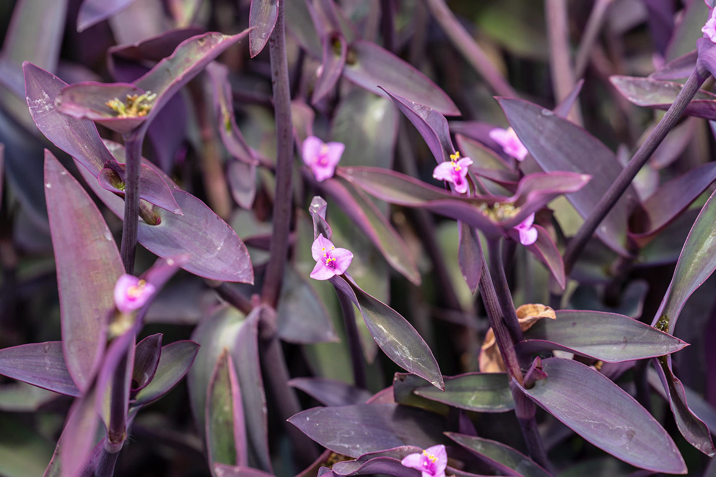 Live Spiderwort Tradescantia (4 Pack), Purple Heart Plants, Trailing Plants & Vines, Outdoor Garden Perennial & Annual, Hardy, Easy to Grow Spring Flowers