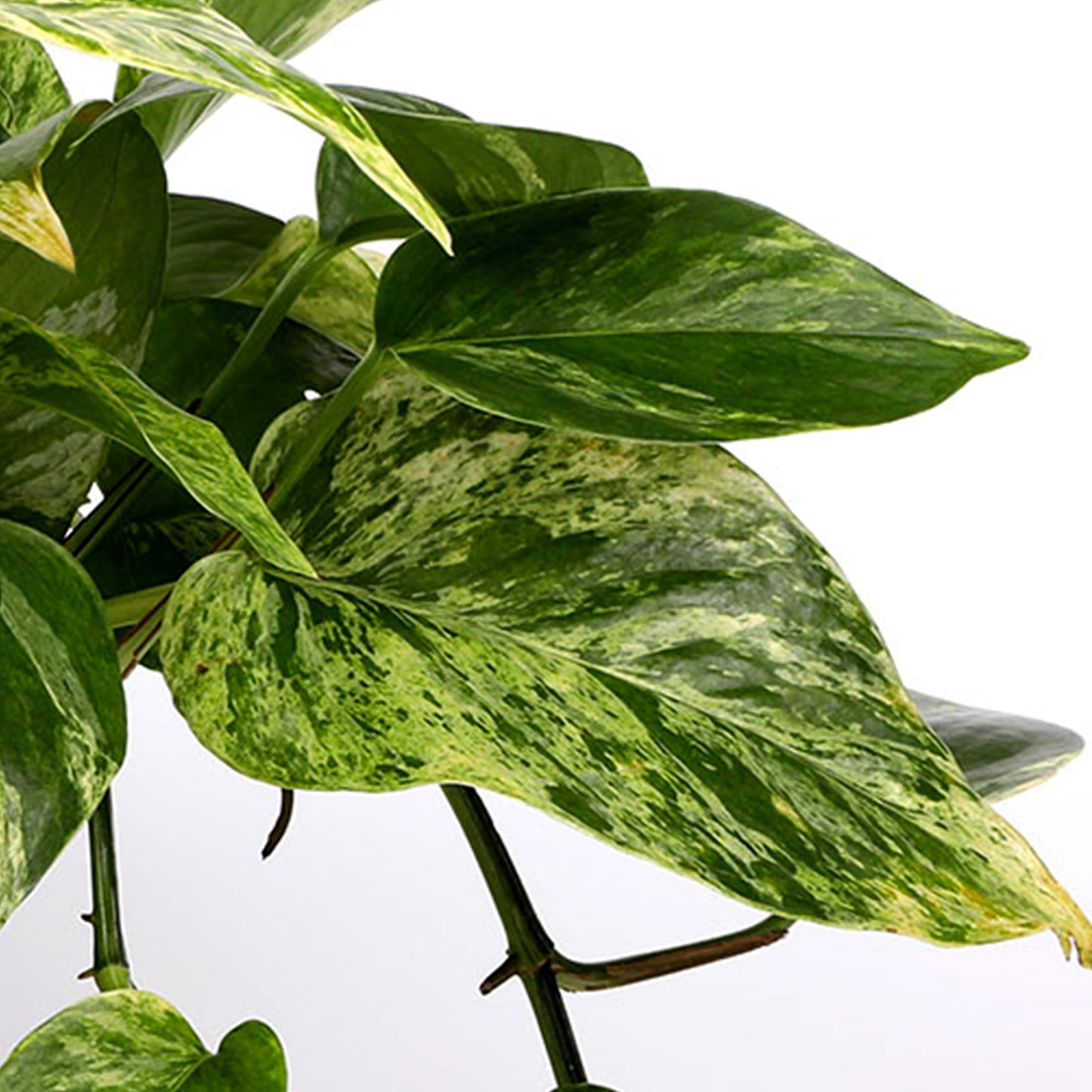 Green Circle Growers 5" Pothos in a Seagrass Pot with Mom Pick, Live Indoor Plant, House Plant