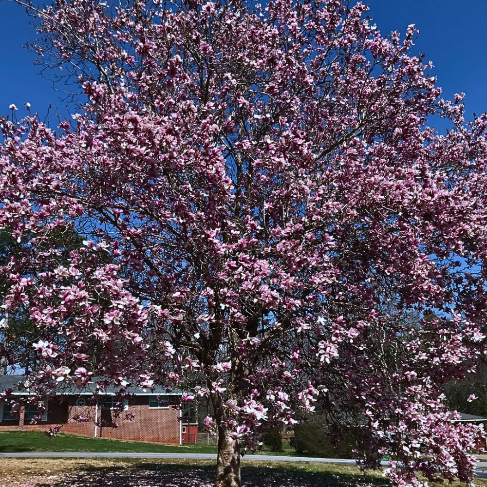 Jane Magnolia Tree Live Plant, 2-3' Tall in 3 Gallon Pot, Hardy Fragrant Flowering Magnolia Plants for Outdoor Gardening, No Ship to CA