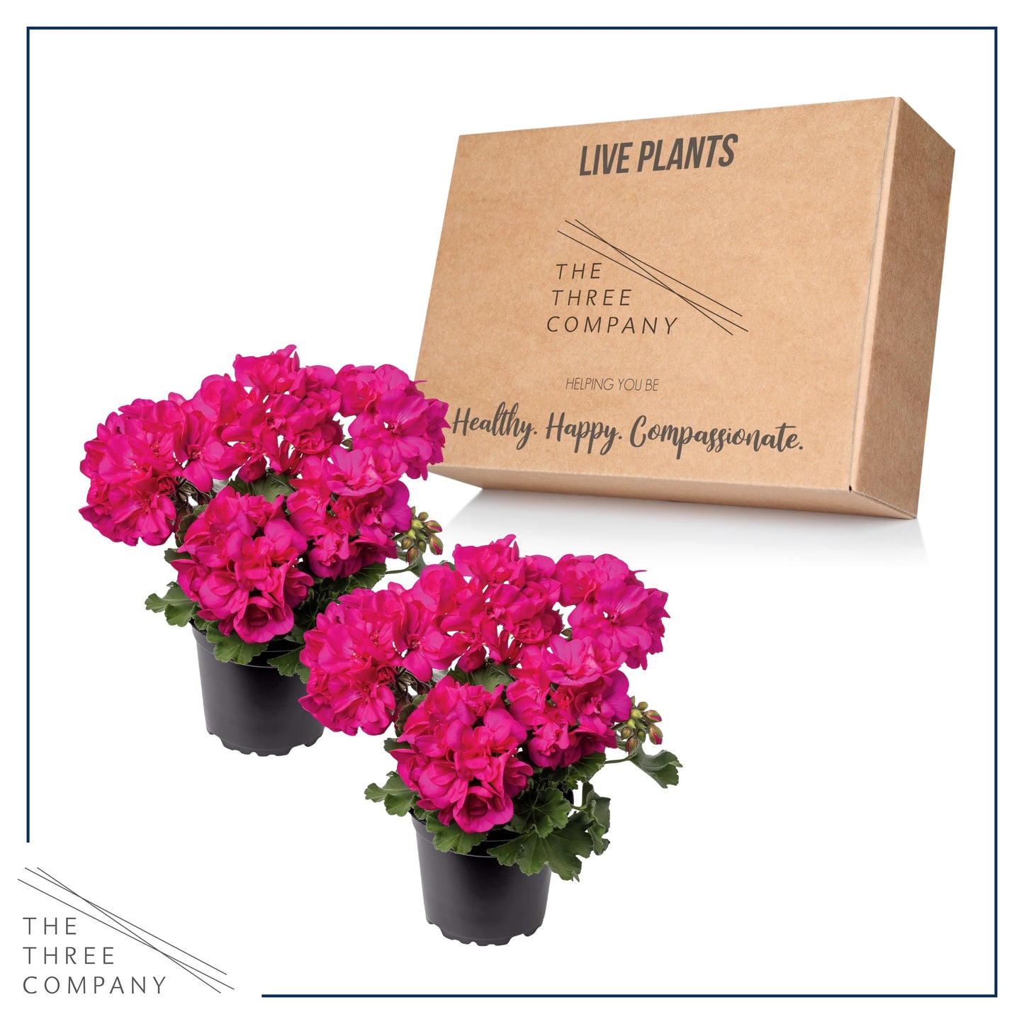 Live Flowering Zonal Geraniums - Pink (2 Plants Per Pack) - Beautiful Spring Flowers - 12" Tall by 5" Wide in 1 Qt Pot