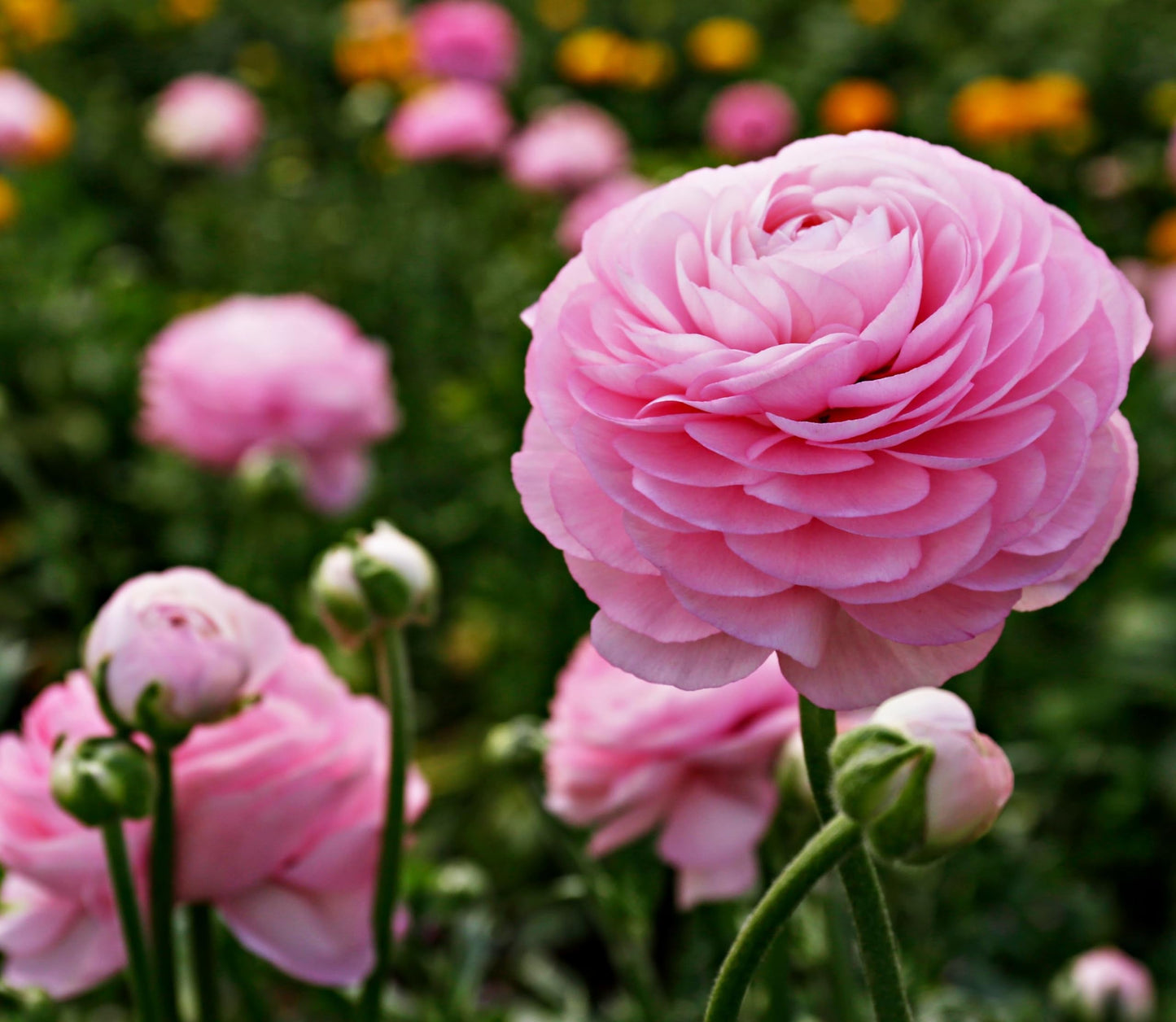 Complete Spring Flower Bulb Garden - 10 Bulbs Ranunculus Bulbs Continuous Blooms (Spring Color from March Through June) - Easy to Grow Fall (Ranunculus Bulbs)