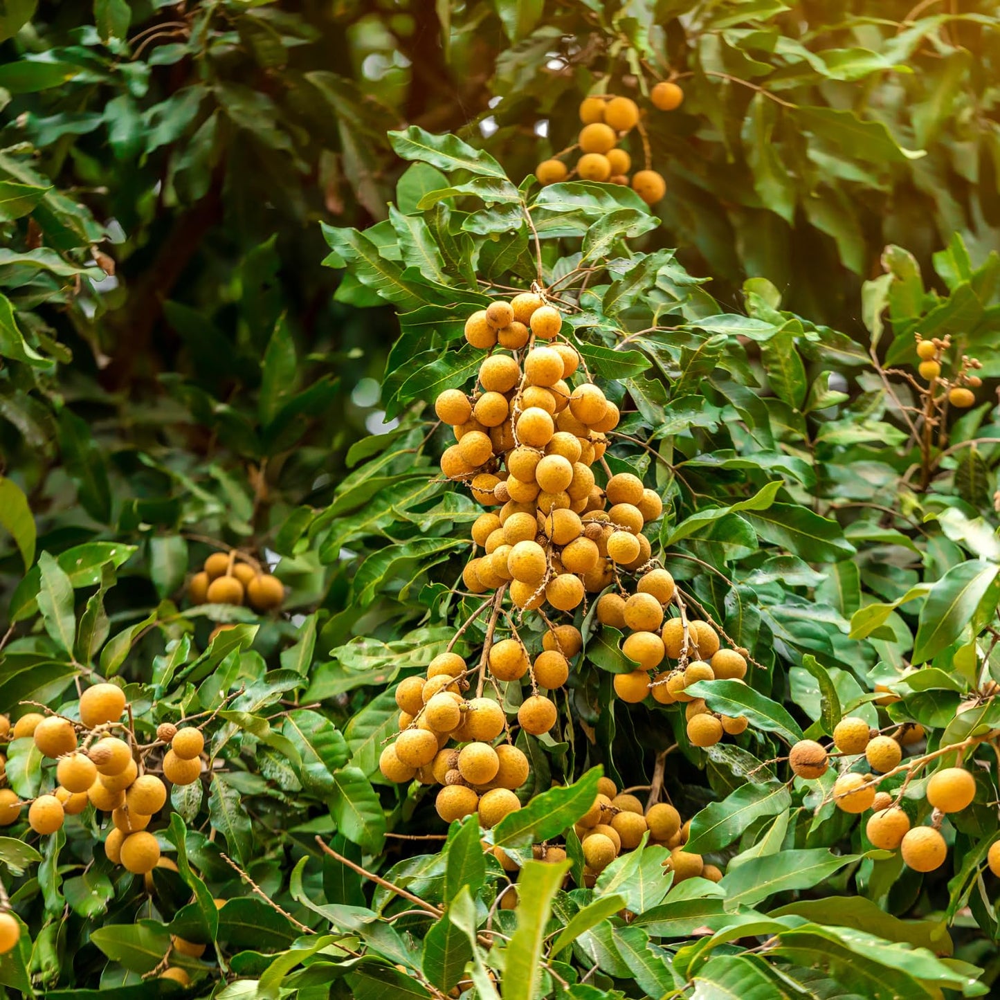 Longan Tree, Live Longan Fruit Plant in 4 Inch Pot, 6-9 Inch Tall Perennial Tropical Fruit Plant for Outdoor Garden