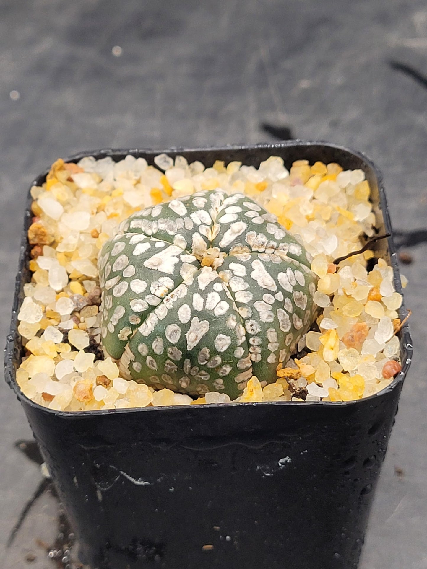 Astrophytum Asterias Sand Dollar Cactus, Live Plant, 1.5-2 inches (1)