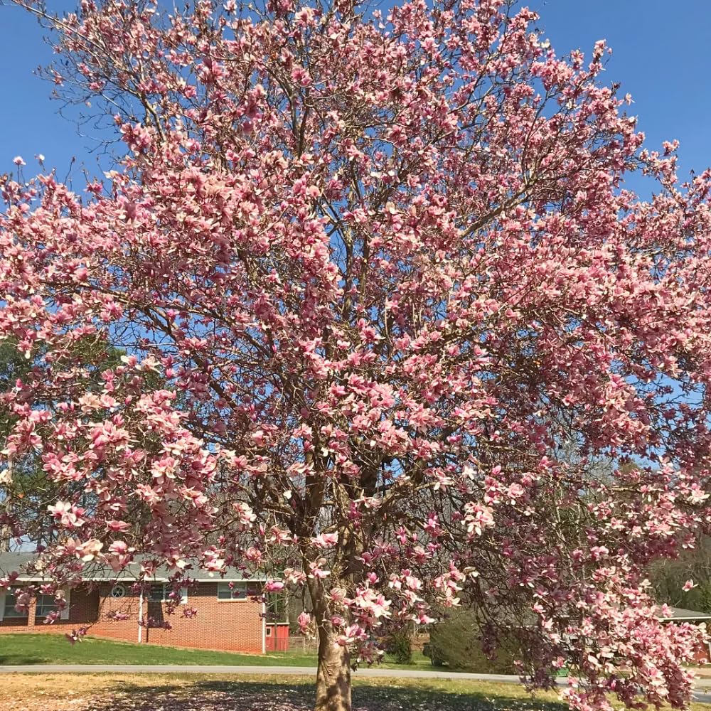 Jane Magnolia Tree Live Plant, 2-3' Tall in 3 Gallon Pot, Hardy Fragrant Flowering Magnolia Plants for Outdoor Gardening, No Ship to CA