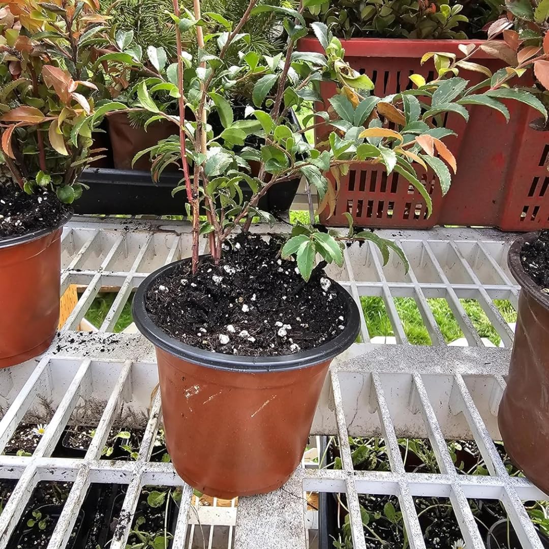 2 Black Huckleberry Trees Live Plants, Starter 4-6 Inc Tall in 4 Inc Pot, Well Rooted, Dormant, Huckleberries Blueberry Like, Sweet