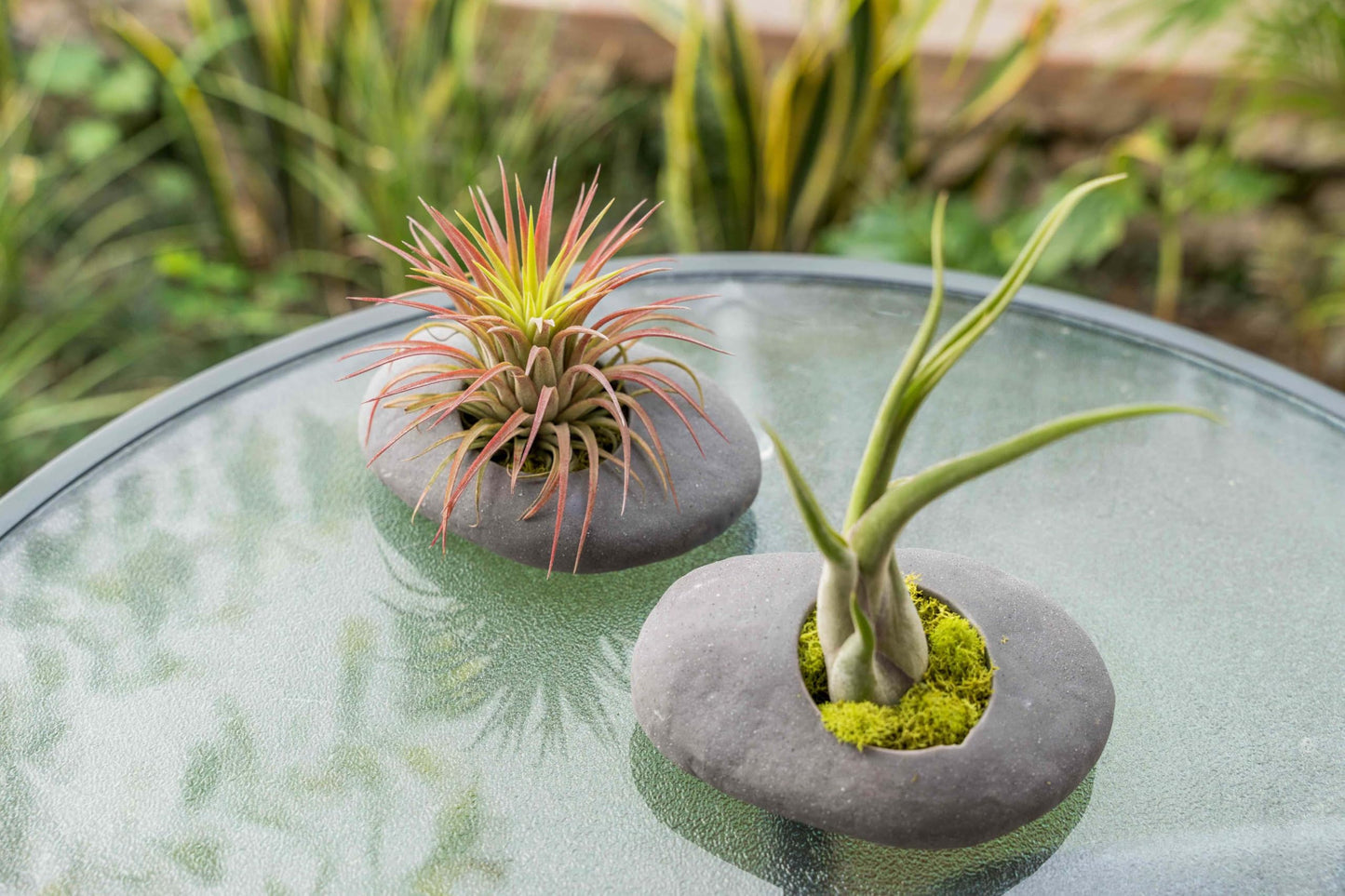 3 Pack Gray Ceramic Stone Holder with Assorted Air Plants - Live Tillandsia Succulent House Plant - Wholesale and Bulk - Home and Garden Decor - Easy Care Indoor and Outdoor Plant
