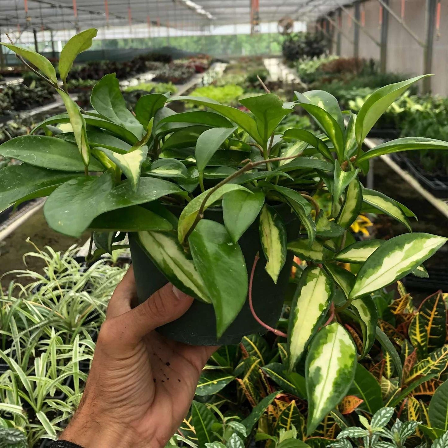 Hoya Carnosa Krimson Princess Live Plant for Indoor | Different Houseplants in 4'' & 6'' Pot | Real House Plant for Living Room, Office & Desk | Porcelain Flower | Wax Honey