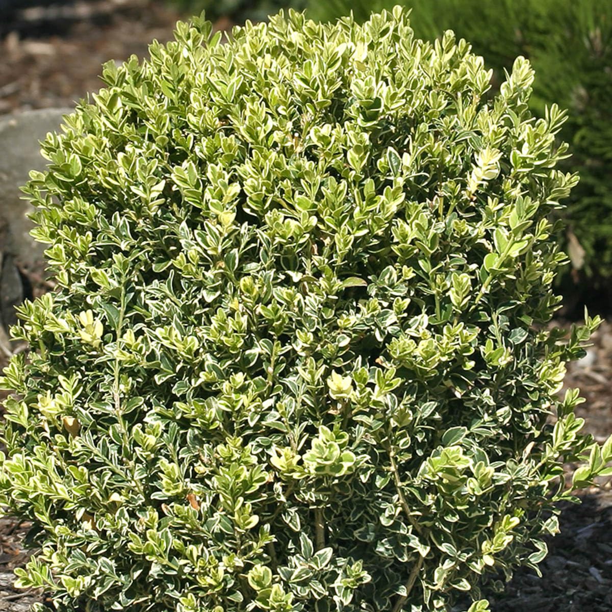 Direct Gardening Variegated Boxwood Dormant Bare Root Broadleaf Evergreen Starter Shrub - Can't Ship to NY or TN
