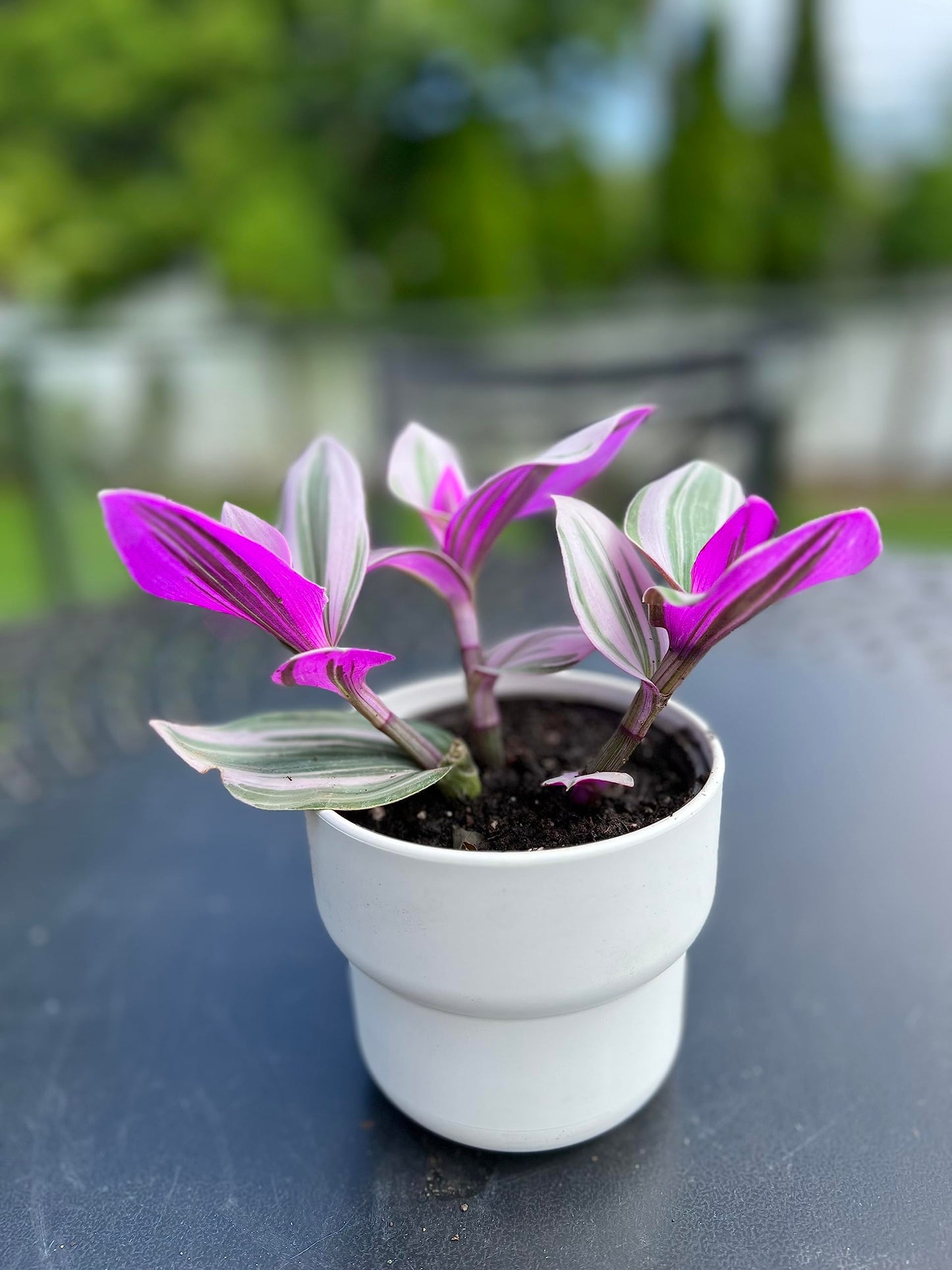 Wandering Jew Tradescantia Nanouk Lilac Live Plant - Unique Houseplants for Easy Indoor Gardens & Home Decor Gifts - Potted Tiny Houseplants 4" inch White Pot Included