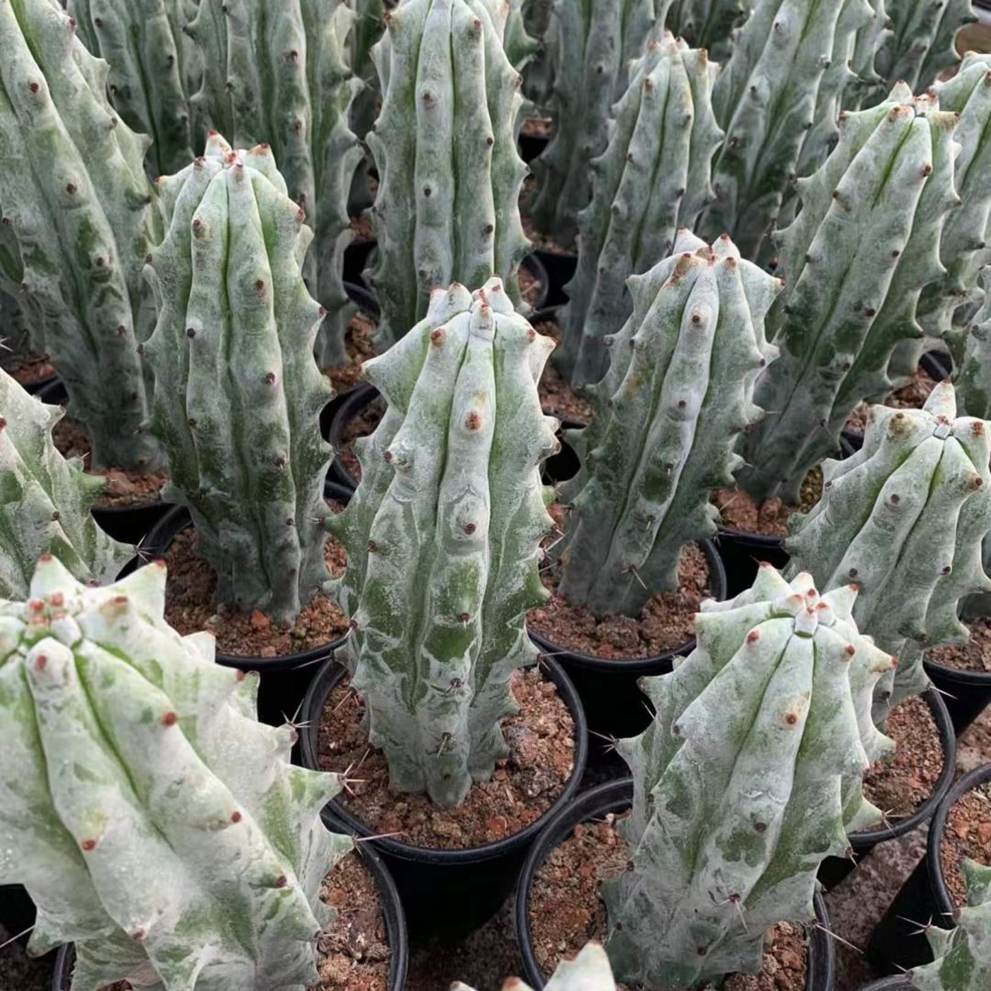 Stenocereus Beneckei Cactus – Rare Live Succulent Plant – 8"-10” Tall – Unique Columnar Cactus for Indoor & Outdoor Decor – Drought-Tolerant, Easy Care Live Plant