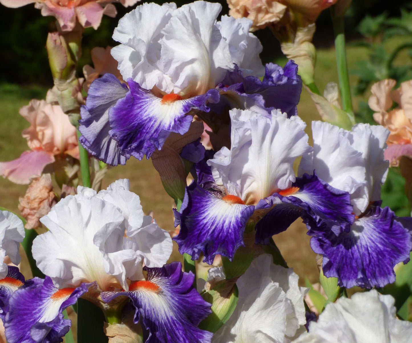 Gypsy Lord Tall Bearded Iris Plant Potted, Large Purple and White Flowers, Stargazer Perennials