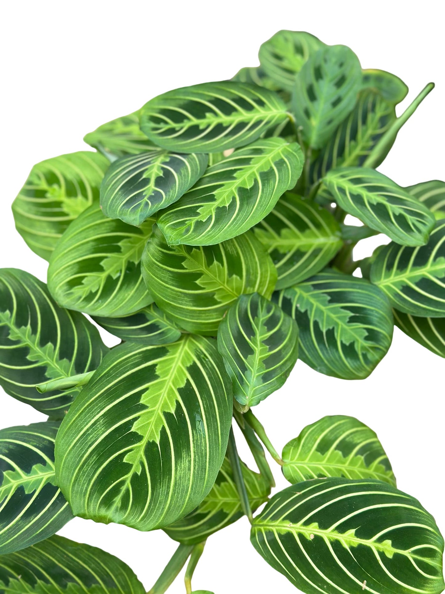 Live Plant, Lemon Lime Maranta Prayer Plant, Pet Friendly, Air Purifying Plant, Easy Care, Easy to Grow Live Indoor Plant, Houseplant, Rare Indoor Plant, Home Décor 4 inch Pot by Hopewind Plants Shop