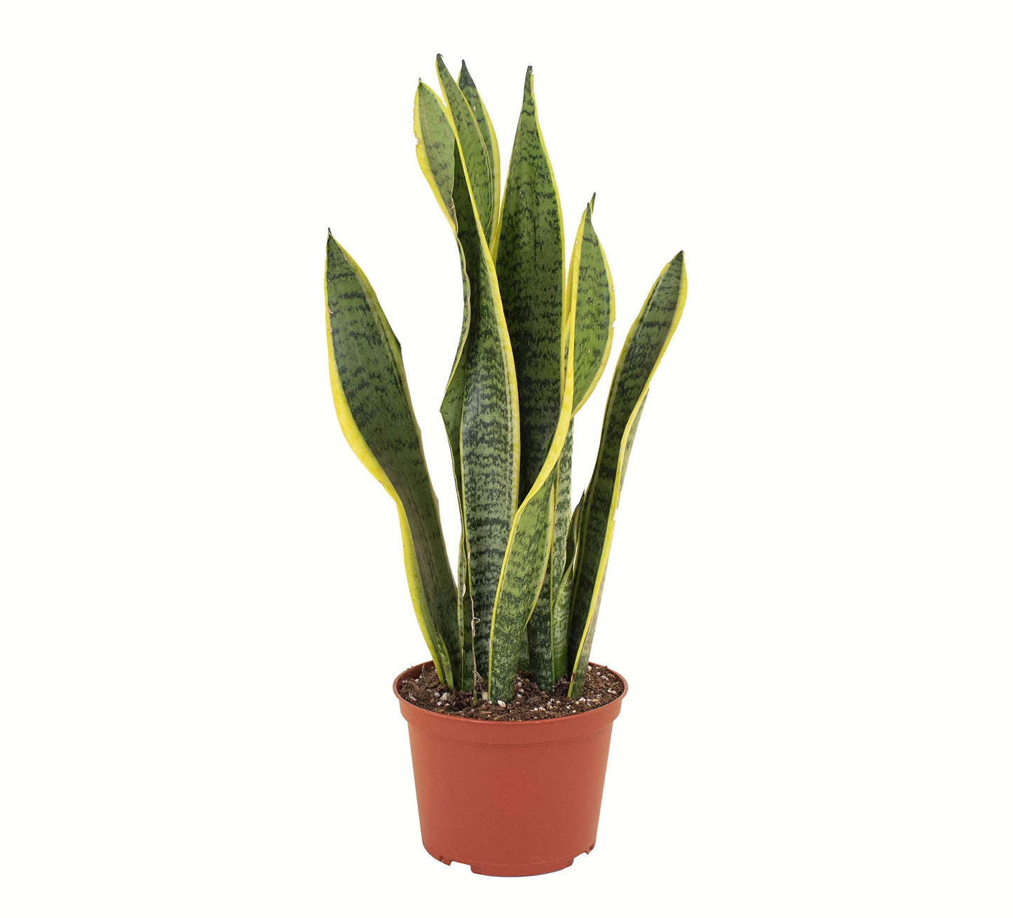 Shop Succulents | Standing Collection | Hand Selected, Air Purifying Live Sansevieria Laurentii Snake Indoor House Plant in 6" Grow Pot