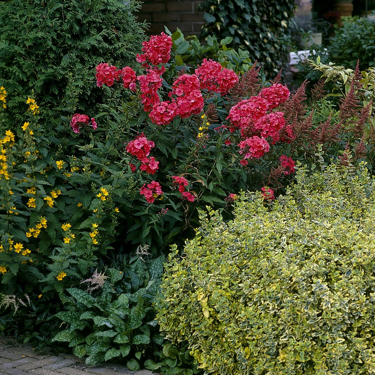 Van Zyverden Tall Phlox Paniculata Orange Perfection Set of 5 Roots