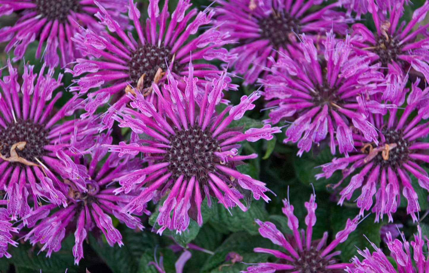 Live Plant from Green Promise Farms - Proven Winners, Monarda 'Leading Lady Plum' Bee Balm, Purple Flowers - #1 Gallon Size Container
