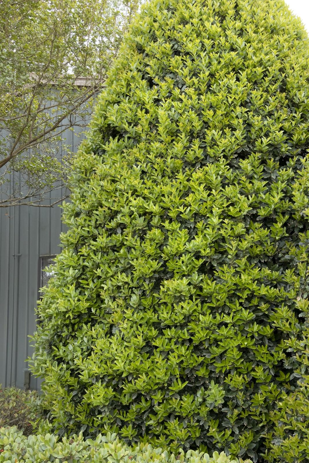 Live Plant - Oak Leaf Red Holly Shrub/Tree - Live Plant - 6-12" Tall, 3" Pot - Ilex x 'Conaf'