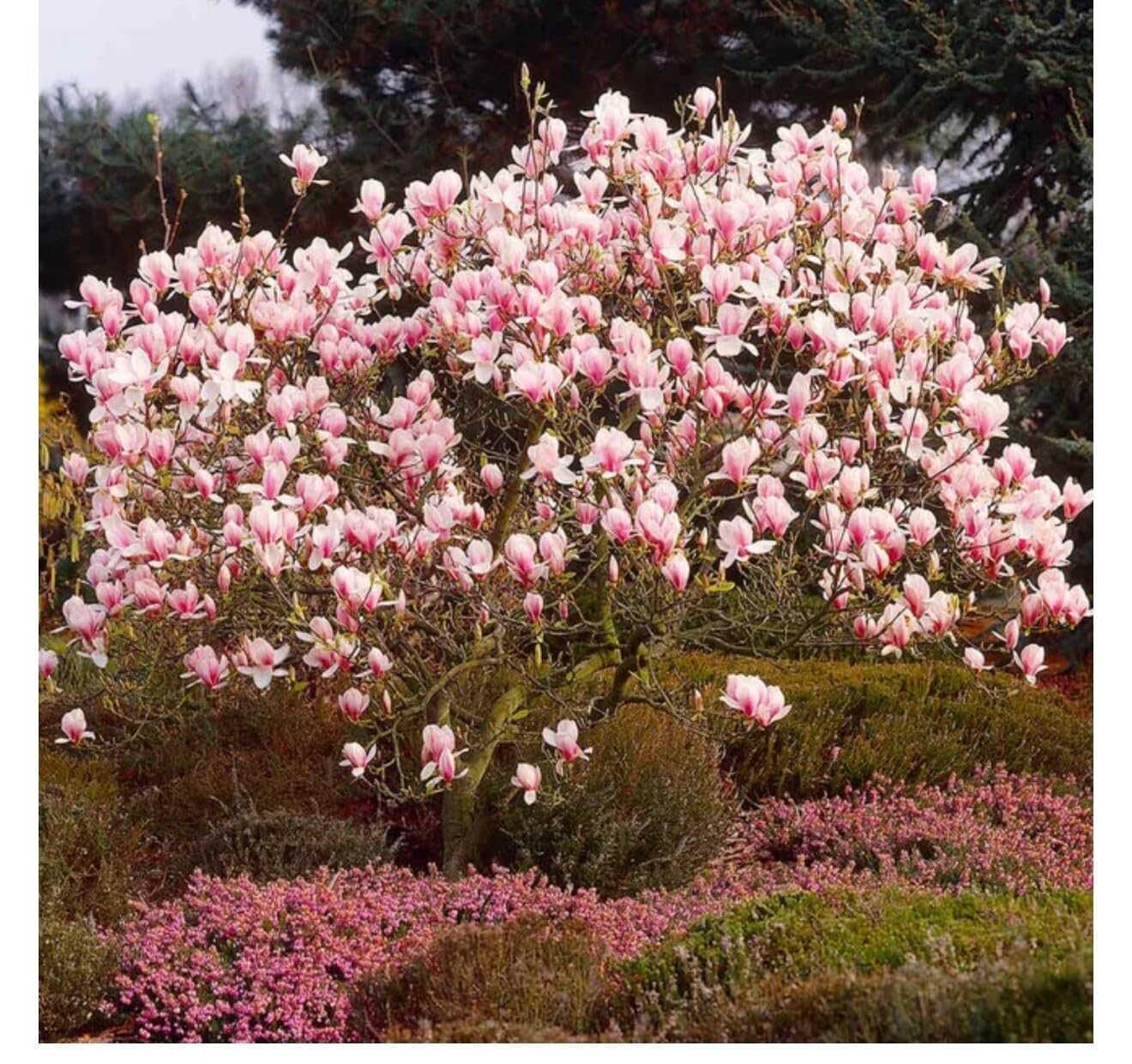 Live Plant - Chinese SaucerMagnolia Hybrid Tree-18-28 Inches Tall