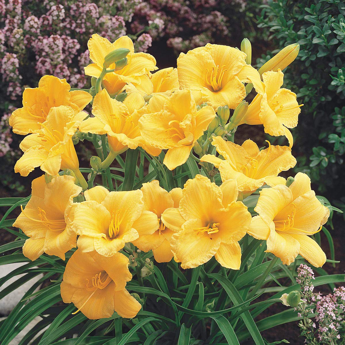 Direct Gardening Stella De Oro Reblooming Daylily Dormant Bare Root Yellow Flowering Starter Plant