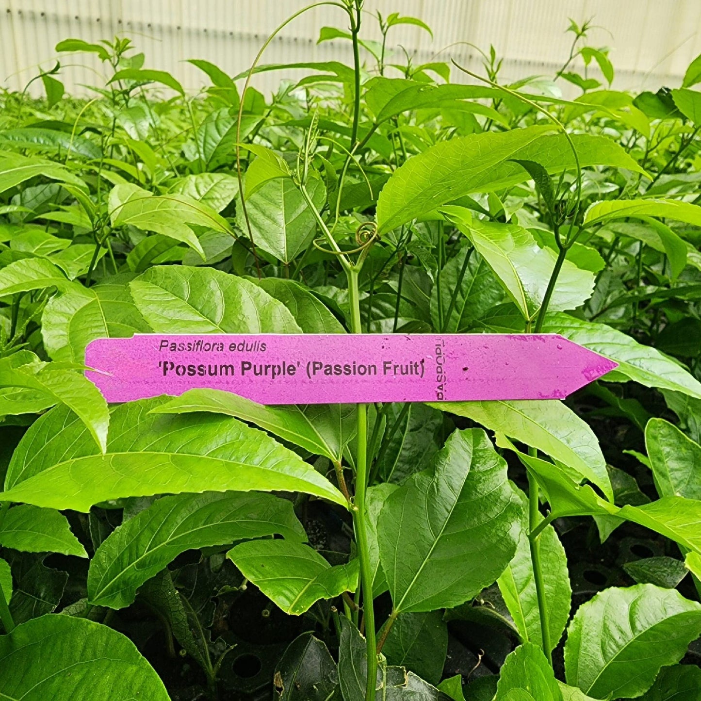 Passion Fruit Live Plant 4 Pack – 'Possum Purple' (Maracuya) — Self-Fertile Passiflora edulis Vine for Trellis, Arbor & Containers — Fast Growing Sweet Purple Fruit. Easy Edible Garden Starter