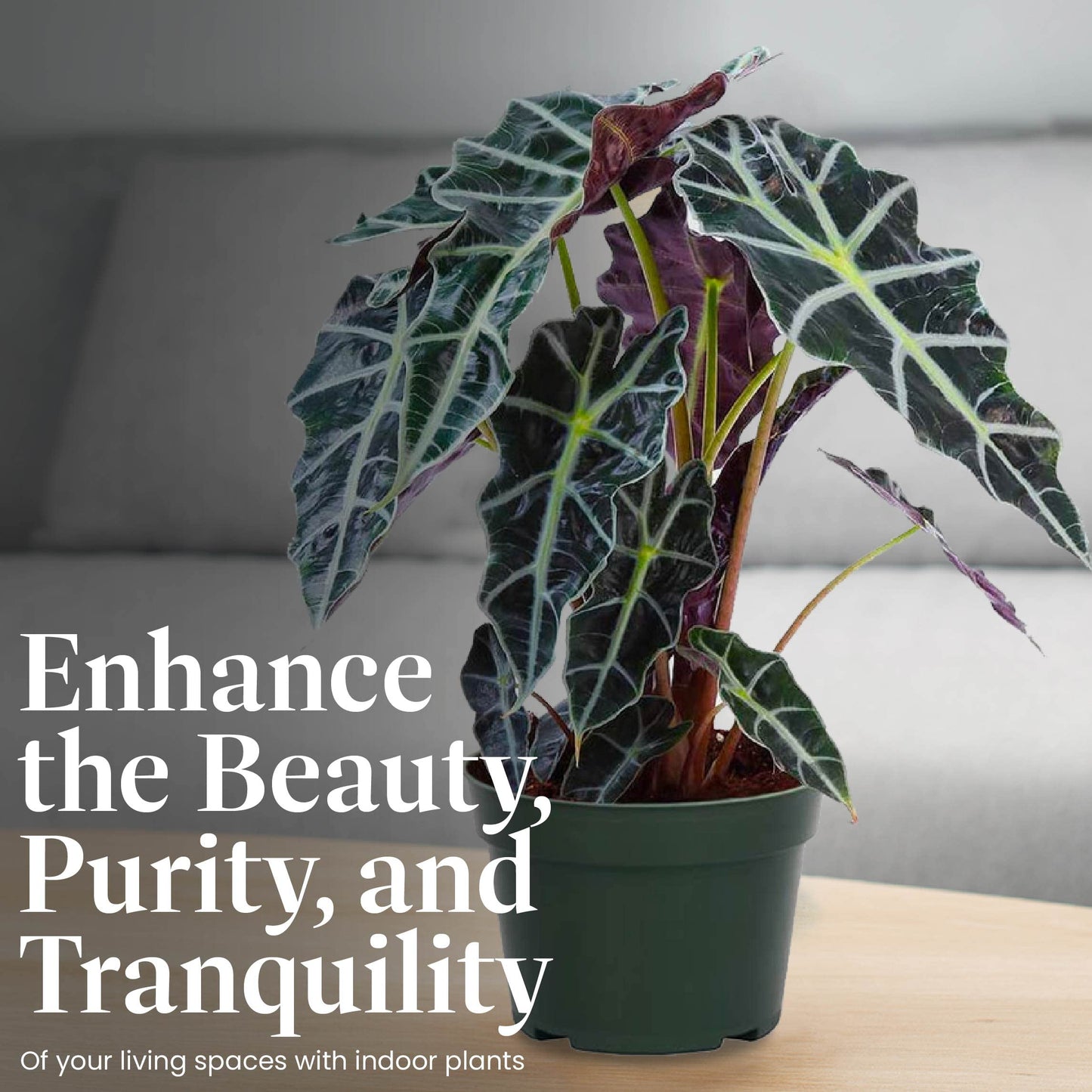American Plant Exchange Alocasia Polly African Mask – 6-Inch with Pot – Live Easy Care Tropical Houseplant, Air Purifying Foliage for Home, Office, or Indoor Garden Decor