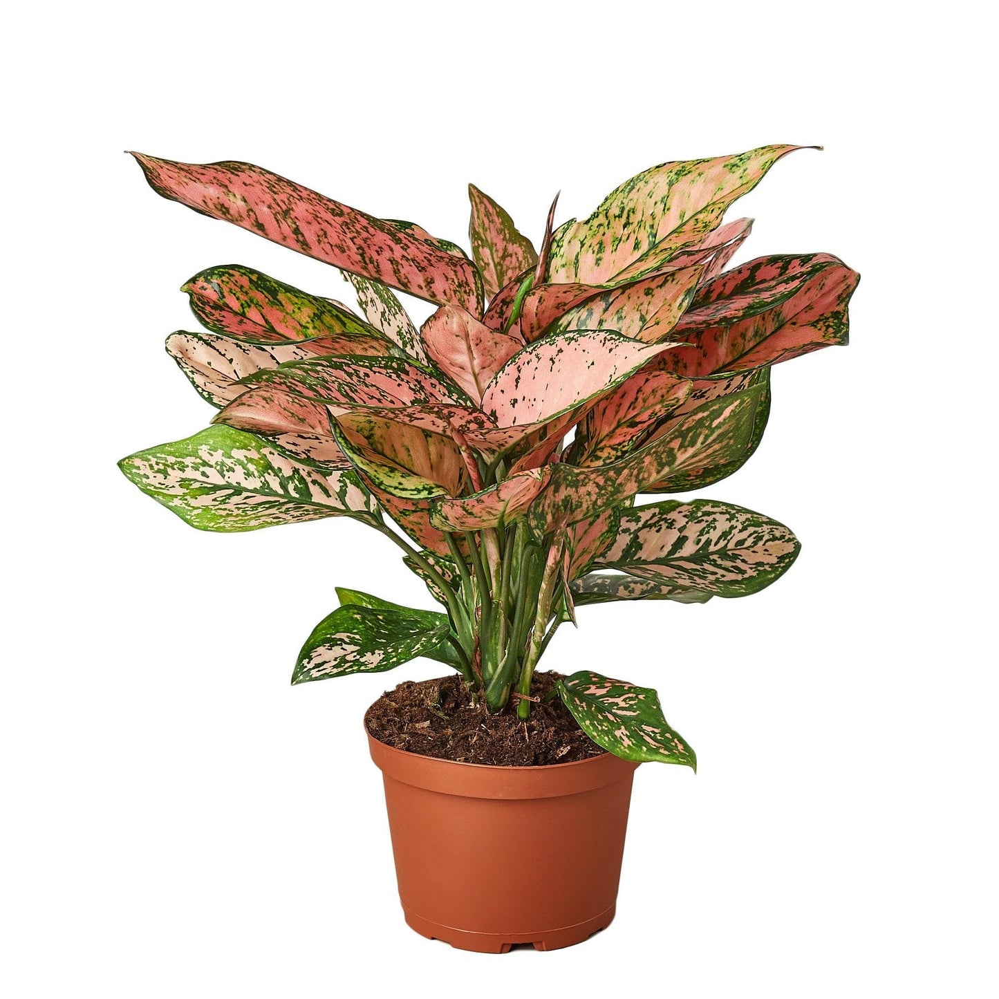 9 Pack Chinese Evergreen 'Lady Valentine' in 4in Pot - Live Plants Tropical Houseplants | Variegated | USA Growers | The Snobby Leaf