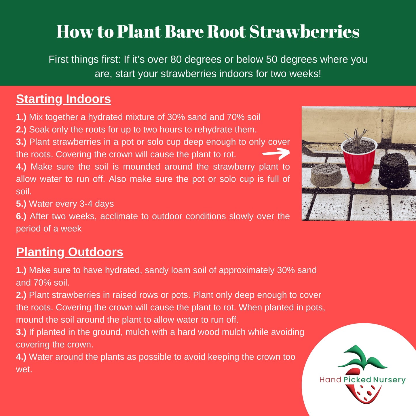20 Chandler Strawberry Plants - Bare Root June Bearing Strawberries from Hand Picked Nursery