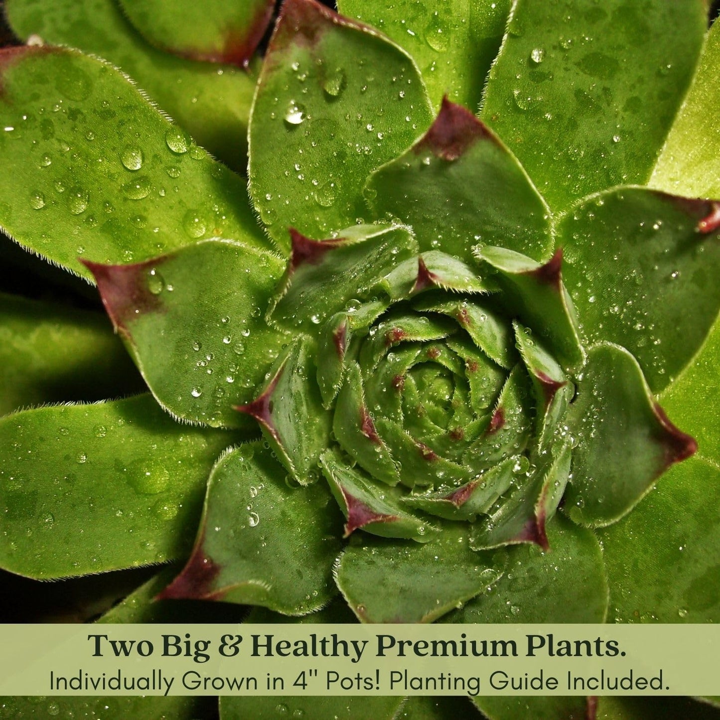 Clovers Garden Hens and Chicks Plants - Two (2) Live Plants – Non-GMO - Not Seeds - Each 4" to 8" Tall – in 4" Inch Pots - Perennial, Kid Friendly Gardening, Heat, Drought Tolerant