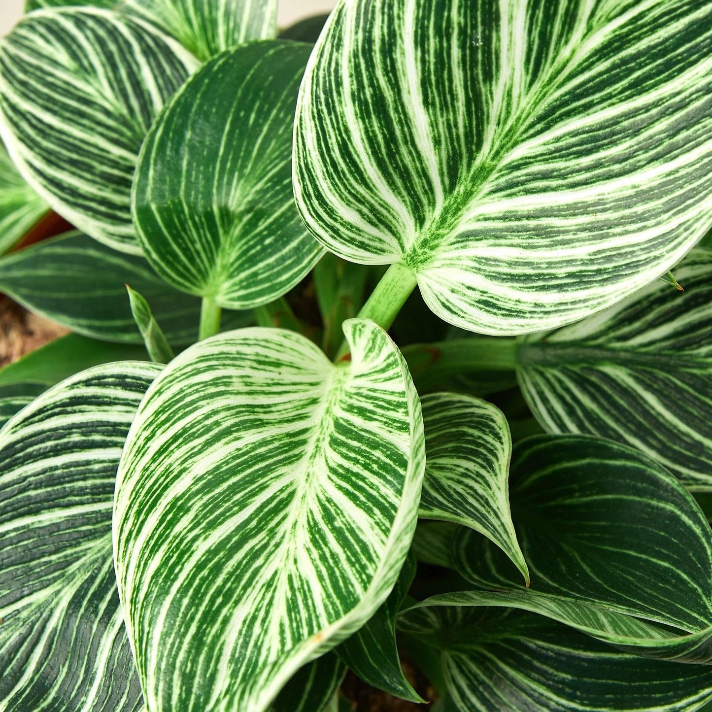 Philodendron 'Birkin' | Live Plant for Indoor & Outdoor | for Living Room, Office, Bathroom | (6" Pot)