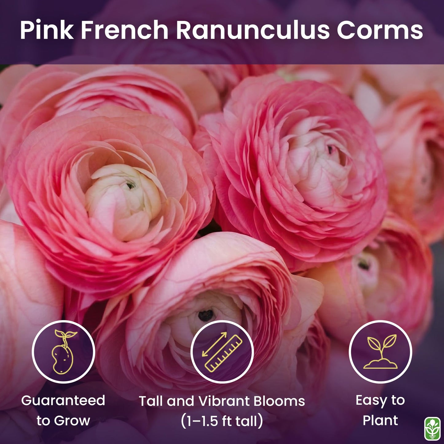 Pink French Ranunculus Corms - 12 Largest Size Corms, Premium Bulbs for Vibrant Blooms, Ideal for Garden Beds, Stunning Peony-Like Flowers