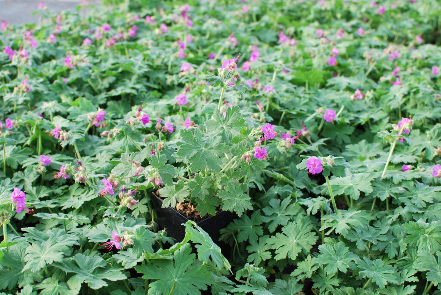 Perennial Farm Marketplace Geranium macrorrhizum 'Bevan's Variety' (Bigroot Geranium) Live Perennial, Size-Quart, Ground Cover, Spring Blooming Magenta Flowers, Zones 4-8