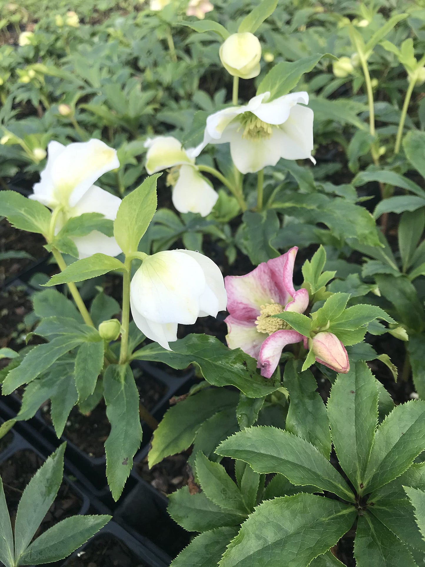 3 Containers of Mixed Lenten Rose/Hellebore in 2.5 Inch Pots- Great for Fall Planting!