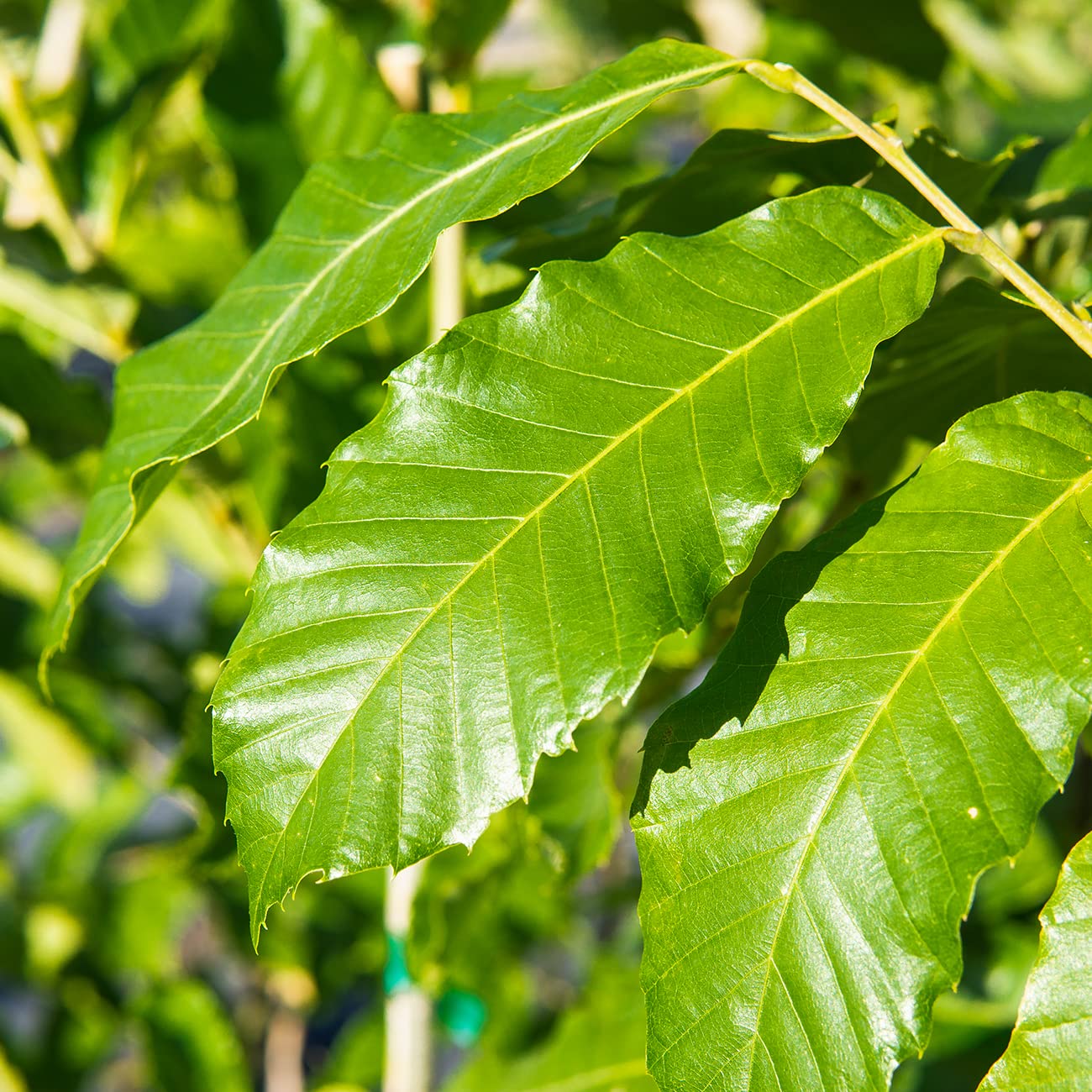 Perfect Plants American Hybrid Chestnut Tree 4-5 Feet | Live Trees for Outdoor Planting | Delicious Chestnut Fruit Nut for Fresh Eating | Tall Tree for Shade & Privacy