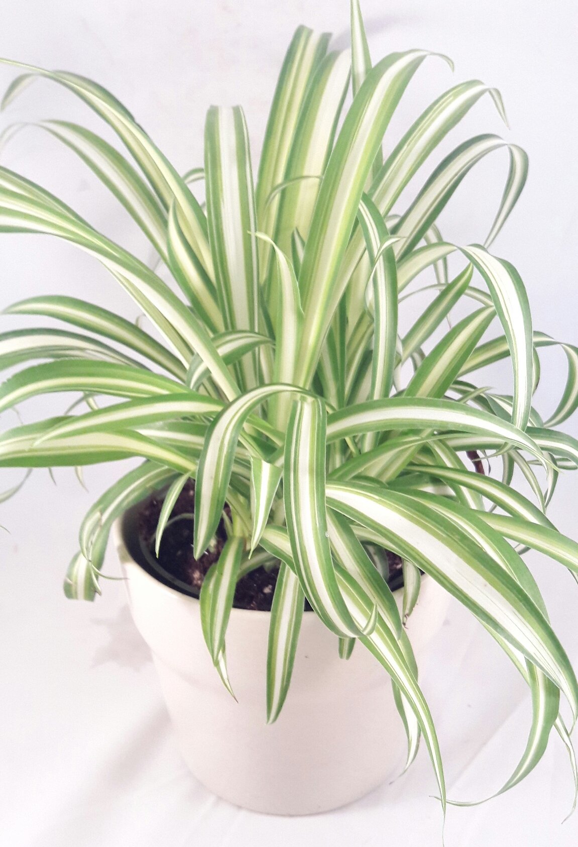 Ocean Spider Plant - Easy to Grow - Cleans the Air - 4" ceramic white pot Pot